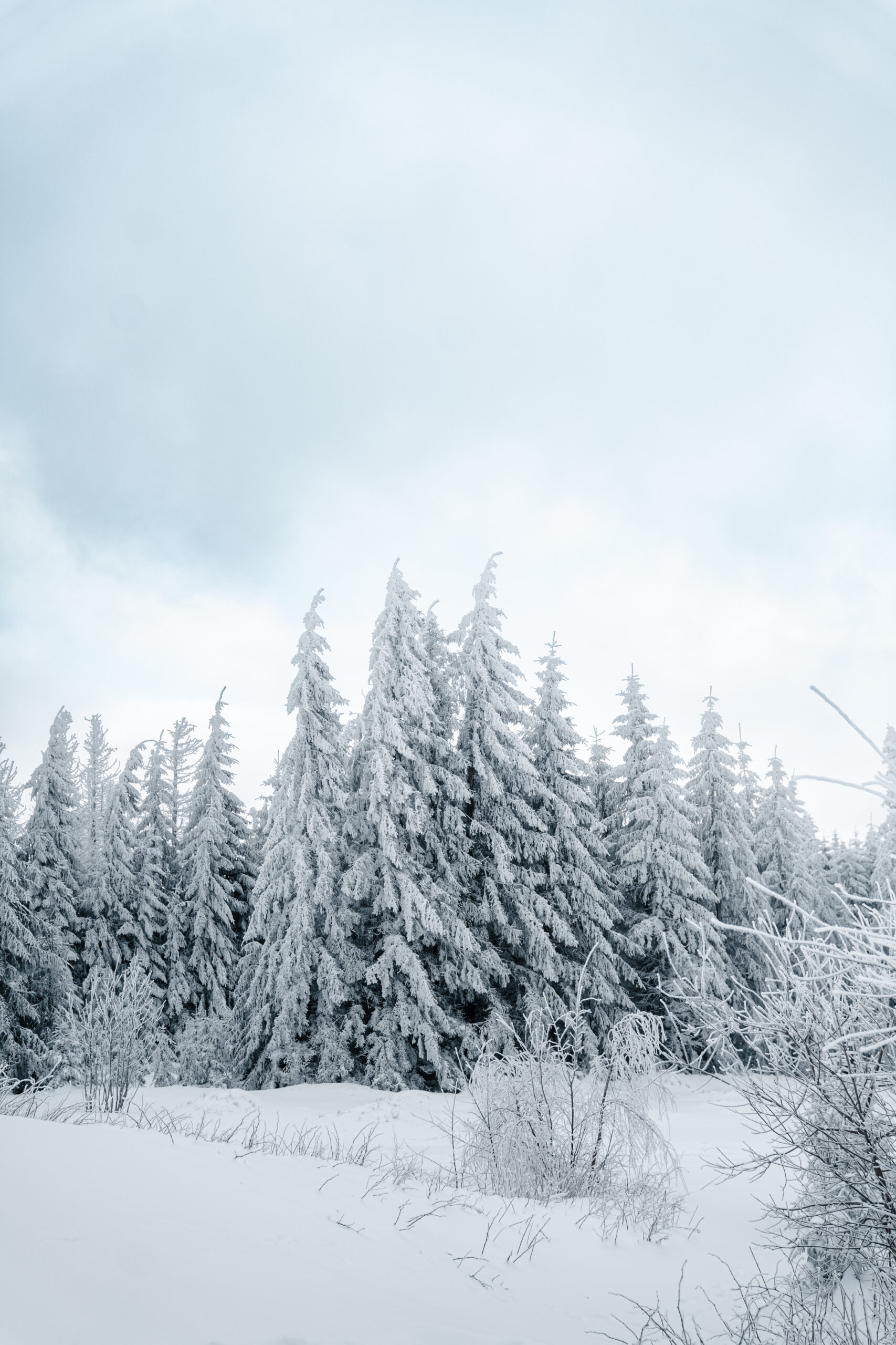 Schneeschuhwandern Schierke - Bild 6