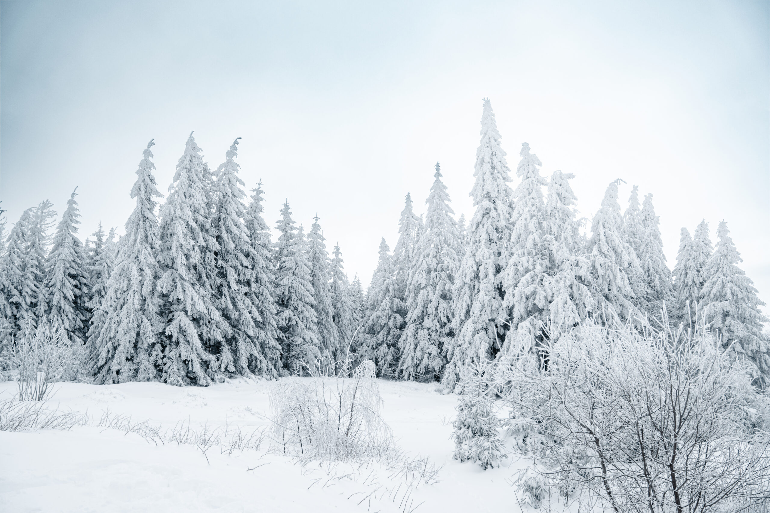 Schneeschuhwandern Schierke - Bild 5